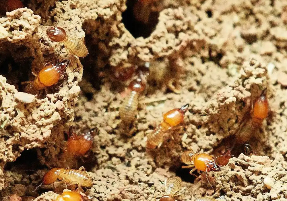 Subterranean Termite Control