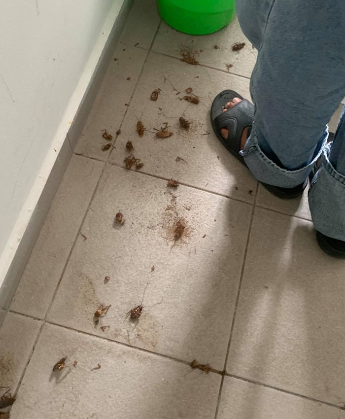 General Pest Control