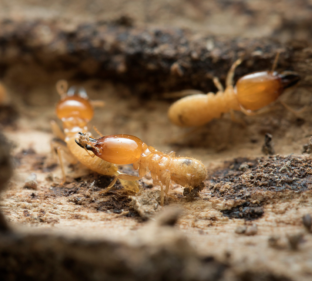 Termite Treatment