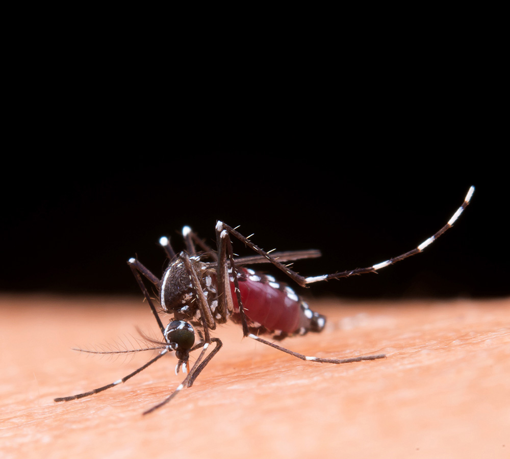 Mosquito & Fly Control