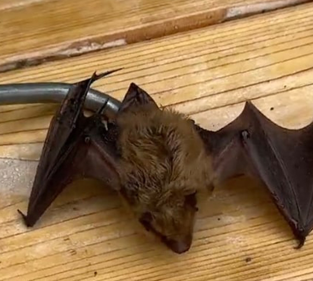 Bat Control & Removal